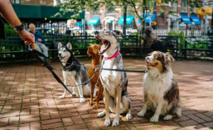 Drug and Alcohol Rehab in Austin, TX - Can I Bring My Pet?