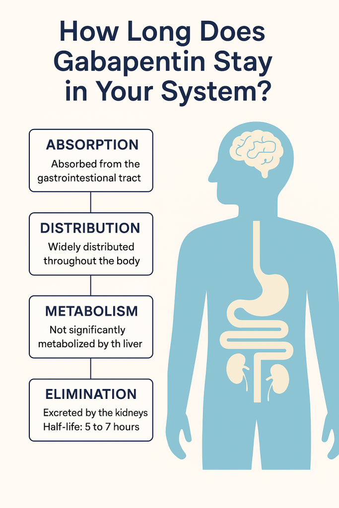 2D digital illustration of gabapentin’s journey through the body, showing absorption, distribution, metabolism, and elimination stages.