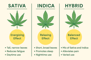 2D infographic comparing Sativa, Indica, and Hybrid cannabis strains with effects, characteristics, and typical uses.