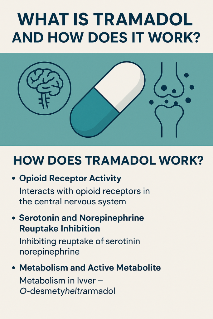 Infographic explaining how tramadol works, including opioid receptor interaction, serotonin and norepinephrine reuptake inhibition, and metabolism.